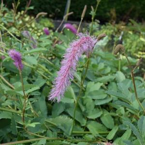 Sanguisorba obtusa ---